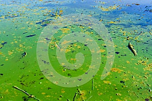 Green algae pollution on the water surface. Ecological concept
