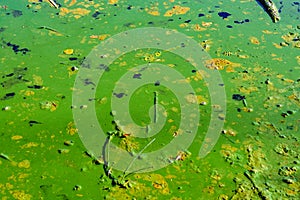 Green algae pollution on the water surface. Ecological concept
