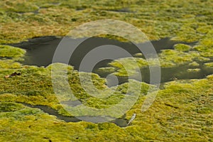 Green algae in a pond