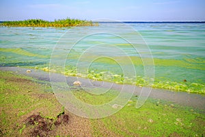 Green algae on the pond