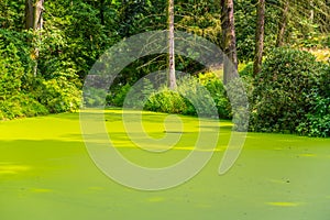 Green algae pond in natural park photo