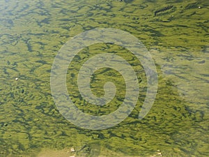 Green algae from rio tinto photo