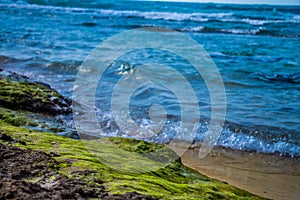 Green algae on a rock on coastline of the blue sea