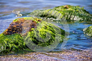 Green algae on a rock in the middle of the sea. Stone, rocks, algae and sea, shore and stones. Beautiful landscapes, seaside, natu