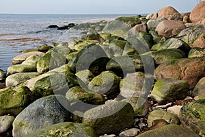 Green algae on rocks by sea
