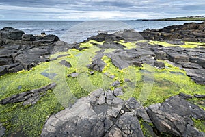 Green algae on rocky Nort Irish coastline