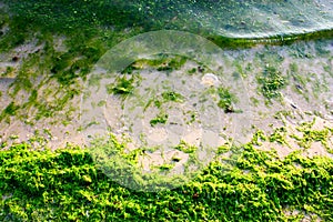 Zelený řasy na more břeh 