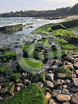 Green algae on seaside rocks: sea weed covered
