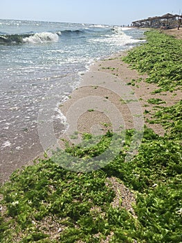 Green algae seaside sand