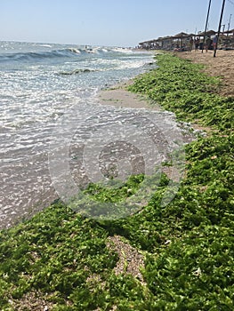 Green algae seaside sand