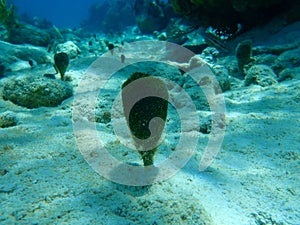 Green algae shaving brush Penicillus dumetosus undersea, Caribbean Sea, Cuba, Playa Cueva de los peces