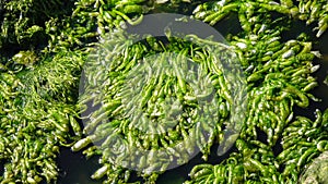 Green Algae on a stone near the shore, Hadzhibeysky estuary