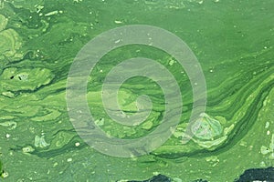 Green algae streak on water surface texture. Blooming of water in summer. Pond polluted with green scum photo