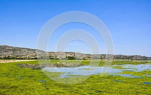 Green algae on the surface of Uchali Lake