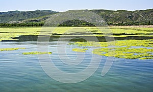 Green algae on the surface of Uchali Lake