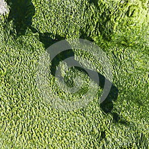 Green algae texture