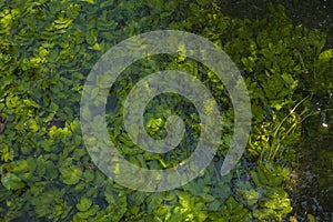 Green algae under clear water. Texture of flooded algae underwater in a stream.