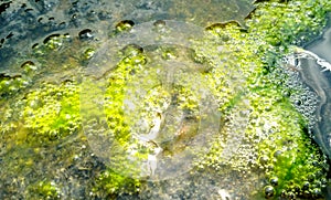 Green algae,water polution,Oxygen bubbles