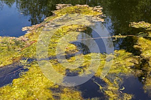 Green algae in a water surface