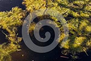 Green algae in a water surface