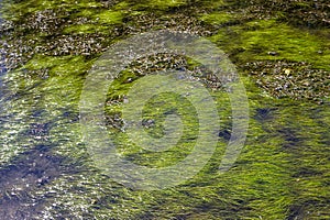 Green algae in water surface