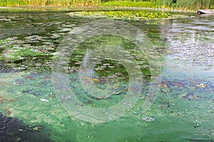 Green algae on water surface