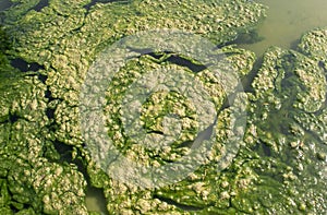 Green algae on a water surface. Flowering water as background or texture