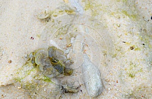 Green Algae, White Stone and Pristine Water at Sandy Beach - Abstract Oceanography or Earth Science Background - Marine Biology