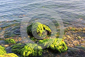 Green algaes over rocks