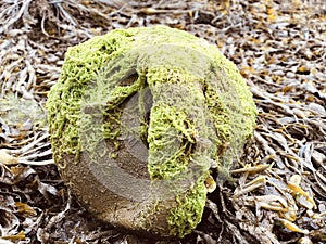 Green algal buoy in Cornwall photo