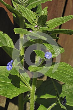 Green Alkanet