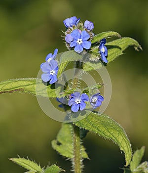 Green Alkanet