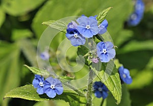 Green Alkanet