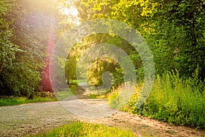 Green alley of the Park . City park. Tall green trees