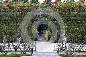 The green alley with the roses in the park in the sunny day.