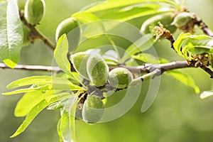 Green almonds