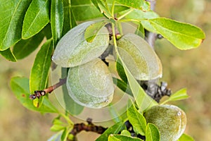 green almonds growing on branch in the sun