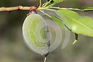 Green almonds tree