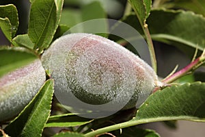 Green almonds tree