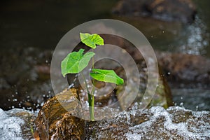 Green Alocasia,green lotus, in the waterfall