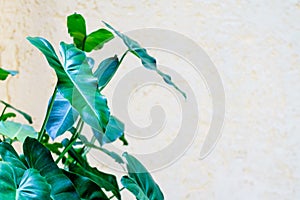 Green alocasia leaves background