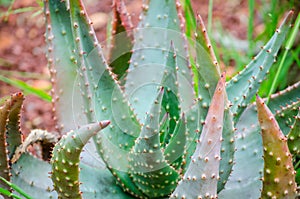 Green Aloe Aculeata plant in close-up at a tropical botanical garden.