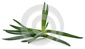 Green aloe leaves
