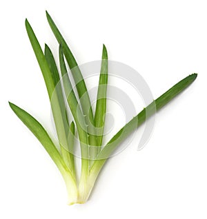 Green aloe leaves