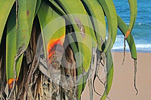 GREEN ALOE PLANT ON BEACH WITH DYING LEAF TIPS