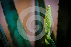 Green Aloe Vera Flower Bud at a botanical garden.