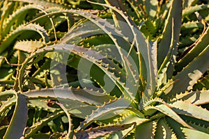 Green alovera plant, Folegandros Island, Greece