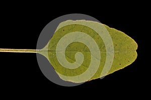 Green Amaranth (Amaranthus viridis). Leaf Closeup photo