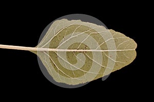 Green Amaranth (Amaranthus viridis). Leaf Closeup photo