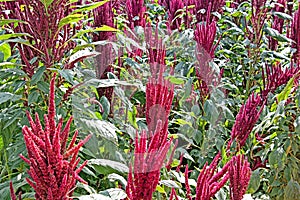 Green Amaranth with Red Flowers